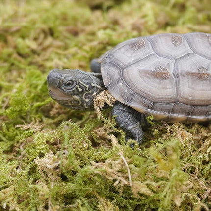 6.5oz Pure Natural Reptile Moss for Humidity, Great for Snakes, Turtle and Other Reptiles, Good for Terrariums for Reptiles & Amphibians