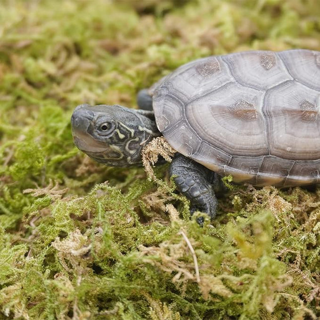 6.5oz Pure Natural Reptile Moss for Humidity, Great for Snakes, Turtle and Other Reptiles, Good for Terrariums for Reptiles & Amphibians