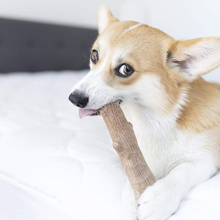 Petstages Dogwood Durable Dog Chew Toy, Medium - Long Lasting Chew Stick Made with Real Wood - USA Made, M