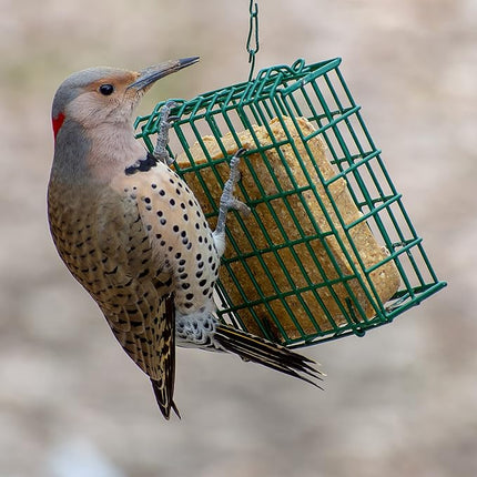 C&S Cranberry Delight No Melt Suet, 11.75 Ounce (Pack of 12)