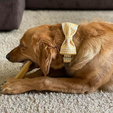 Lionet Paws Dog Collar with Bowtie, Durable Adjustable and Comfortable Collar for X-Small Dogs and Cats, Neck 8-12in