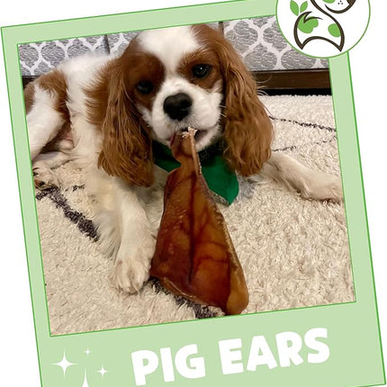 Nature Gnaws Pig Ears for Dogs (15 Count) - Thick Long Lasting for Aggressive Chewers and Large Dogs - Natural Pork Dog Chew Bones - Rawhide Free