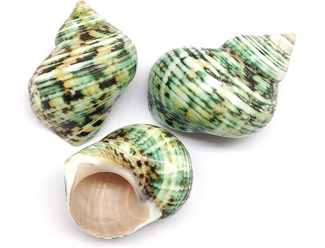 PEPPERLONELY 3 PC Natural Large Hermit Crab Shells, Green Turbo, 2 Inch ~ 2-1/2 Inch