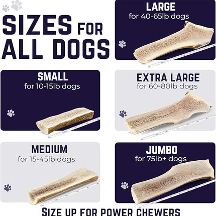 Devil Dog Pet Co. Split Elk Antlers for Dogs, Small 4"+, 2 Pack, Grade A Long Lasting Chew for Aggressive Chewers, Premium USA Naturally Shed Antler – Healthy, No Odor, Durable Dog Chew