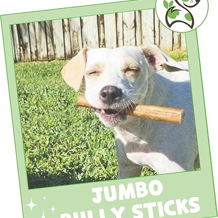 Nature Gnaws Extra Large Bully Sticks for Dogs 5-6" (6 Count) - Thick Long Lasting for Aggressive Chewers and Heavy Chewers - Natural Beef Dog Chew Bones
