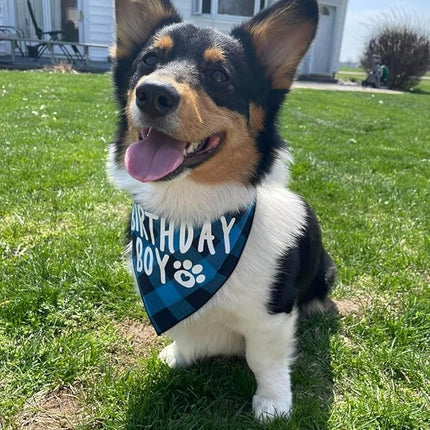 Birthday Boy Dog Bandana Green
