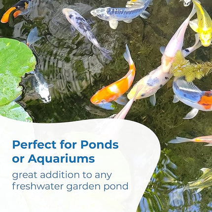 Toledo Goldfish Standard Fin Koi, Variety of Colors and Patterns - Beautiful Live Fish Perfect for Ponds, Tanks, and Aquariums - 6-8 Inches, 5 Count