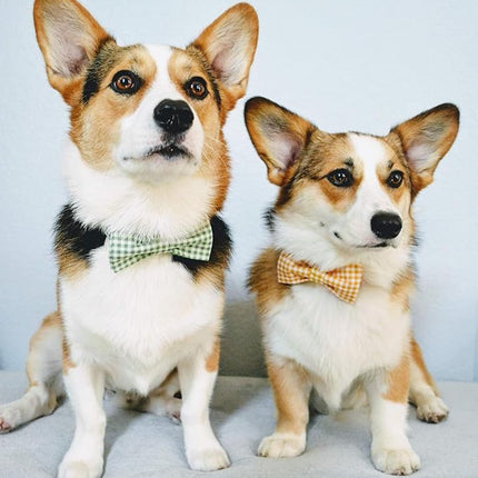 Lionet Paws Dog Collar with Bowtie, Durable Adjustable and Comfortable Collar for Large Dogs, Neck 16-24in