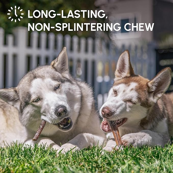 Downtown Pet Supply Bully Sticks for Dogs - Natural 6 Inch Beef Chews, Odor-Free & Rawhide-Free, Long Lasting Dog Treats for Aggressive Chewers - Healthy, Safe & Delicious Chews Dogs Love (10 Pack)