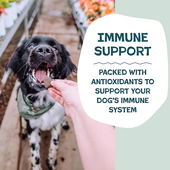 Shameless Pets Soft-Baked Dog Treats, Blueberried Treasure - Natural & Healthy Chews with Mint for Immune Support - Dog Biscuits Baked & Made in USA, Free from Grain, Corn & Soy - 1 Pound (Pack of1)