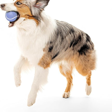 Playology Dog Toys | Squeaky Chew Ball - Bouncy Durable Floating Fetch Ball for Dogs | Jumbo Blueberry Scented Toy - Easy to Clean and Made from Non Toxic Materials