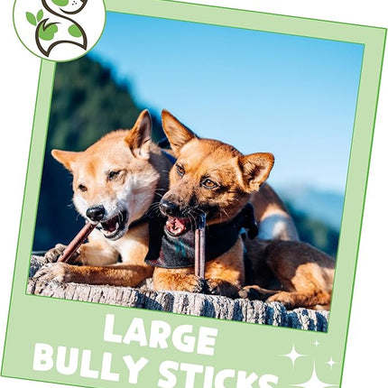Nature Gnaws Large Bully Sticks for Dogs 11-12" (5 Count) - Thick Long Lasting for Aggressive Chewers and Large Dogs - Natural Beef Dog Chew Bones