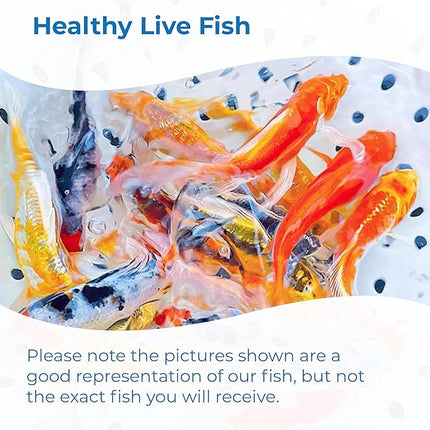 Toledo Goldfish Standard Fin Koi, Variety of Colors and Patterns - Beautiful Live Fish Perfect for Ponds, Tanks, and Aquariums - 8-10 Inches, 5 Count