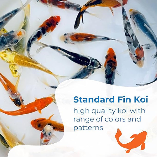Toledo Goldfish Standard Fin Koi, Variety of Colors and Patterns - Beautiful Live Fish Perfect for Ponds, Tanks, and Aquariums - 3-4 Inches, 20 Count