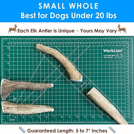 6-Pack Small Whole Elk Antler Dog Chews (5 to 7+ in) – Long Lasting Natural Dog Chew Bones for Small Dogs Under 20 lbs, Aggressive Chewers, Teeth Cleaning, No Rawhide