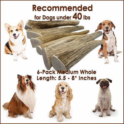 Elk Antler Dog Chews | Long-Lasting A-Grade Premium Elk Antler Chews for Dogs from Naturally Shed Elk Antlers Collected in The USA, Whole, Medium (Pack of 6)