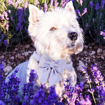Maca Bates Violet Dog Collar with Cute Lavender Solid Sailor Bow Tie,Extra Large Girl Boy Dogs,Girly Adjustbale Durable Breakaway Soft Collars with Bowtie for Female Male Puppy,Pet with Metal Buckle