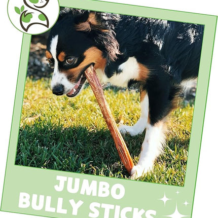 Nature Gnaws Extra Large Bully Sticks for Dogs 11-12" (3 Count) - Thick Long Lasting for Aggressive Chewers and Heavy Chewers - Natural Beef Dog Chew Bones