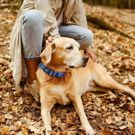 Roses&Poetry Small Dog Collar, Cute Leopard Style Adjustable Reflective Puppy Collars Durable Pet Collars for Small Medium Large Dogs(Violet-Leopard S)