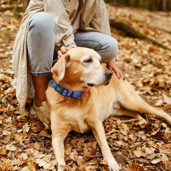 Roses&Poetry Dog Collars for Medium Dogs, Leopard Print Puppy Collar Adjustable Nylon Pet Collar Durable Reflective for Small Medium Large Dogs(Violet-Leopard M)
