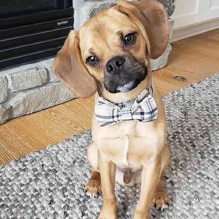 Lionet Paws Dog and Cat Collar with Bowtie Grid Collar Plastic Buckle Light Adjustable Collars for Small Medium Large Dogs