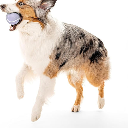 Playology Dog Toys | Squeaky Chew Ball - Bouncy Durable Floating Fetch Ball for Dogs | Jumbo Lamb Scented Toy - Easy to Clean and Made from Non Toxic Materials