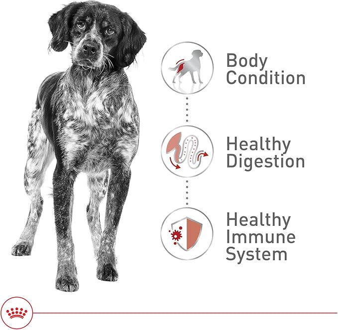 Royal Canin Size Health Nutrition Medium Adult Dry Dog Food, 4 lb Bag