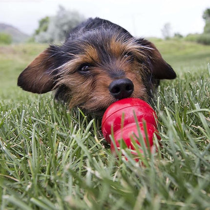 KONG - Easy Treat - Dog Treat Paste - Peanut Butter - 8 Ounce