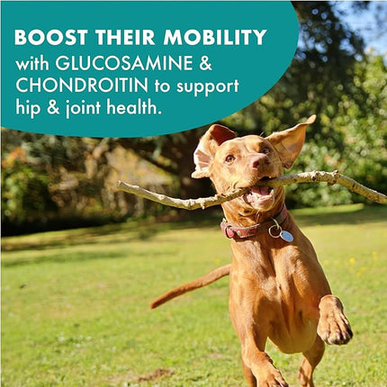 Buddy Biscuits Boosters 5 oz. Pouch of Hip and Joint Soft Chews Dog Treats Made with Natural Chicken (Pack of 4)