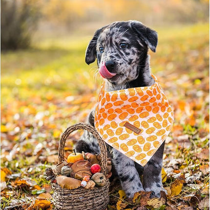 Lionheart Glory Fall Square Dog Scarf - Adjustable, Washable Soft Bandana for Medium Large Dogs (Halloween Pumpkin Theme, 1 Pack)