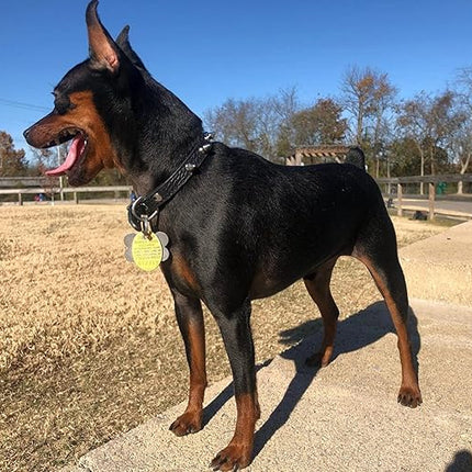 Enjoying Spiked Cat Collar, Leather Spikes Dog Collars for Cats Small Dogs, Adjustable Pet Collar with Rings, Black S