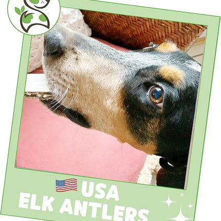 Nature Gnaws USA Elk Antlers for Dogs 5-8" (3 Count) - Mix of Split and Whole Pieces - Long Lasting for Aggressive Chewers - Natural Dog Chew Bones