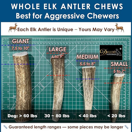 Elk Antler Dog Chews | Long-Lasting A-Grade Premium Elk Antler Chews for Dogs from Naturally Shed Elk Antlers Collected in The USA, Whole, Medium (Pack of 6)