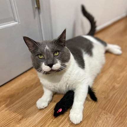 SPOT Shaggy Plush Ferret - Interactive Rattle and Catnip Fuzzy Toy for Indoor Cats and Kittens, Large Size Perfect for Pouncing, Chasing, Hunting, 11 Inches (Pack of 2)