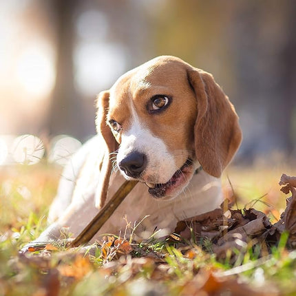 Cadet Bully Sticks for Small Dogs – All-Natural Beef Pizzle, High Protein, Low Fat, Long-Lasting, Grain & Rawhide-Free Dog Chews for Aggressive Chewers, Small (12 Ounce)