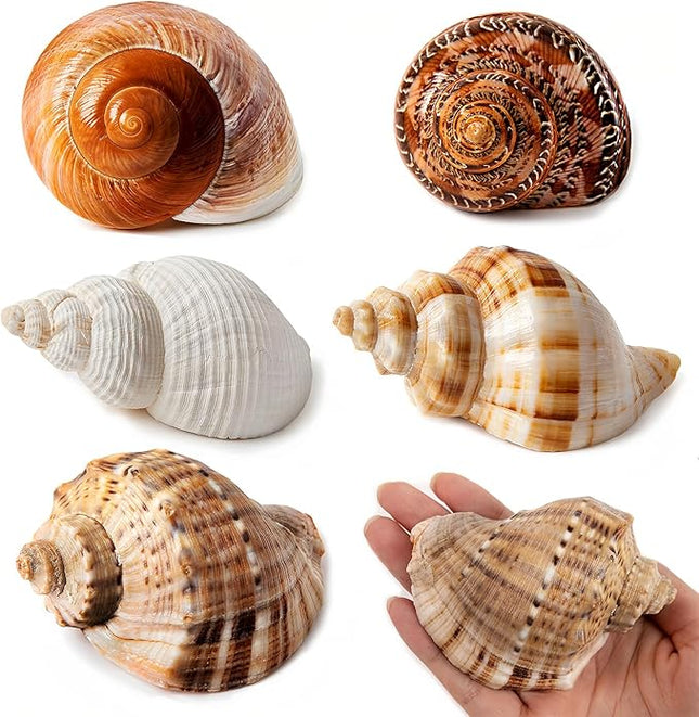 5PCS Large Hermit Crab Shells | Natural Sea Conch Size 2.8" - 3.9", Opening Size 1.5" - 2.5" | Turbo Seashells for Hermit Crab Supplies and Beach Decoration Large Sea Shell