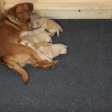 Drymate Jumbo Whelping Box Liner Mat, Machine Washable, Super Absorbent, Waterproof, Quick Dry, Slip-Resistant, Reusable Dog Puppy Pee Pads for Training, Housebreaking, Incontinence (USA Made)(48x100)