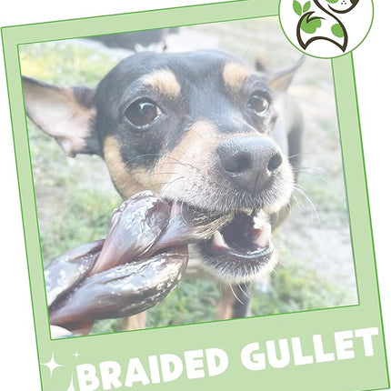 Nature Gnaws Braided Beef Gullet Chews for Dogs 5-6" (10 Count) - Long Lasting for Small and Medium Dogs - Natural Beef Jerky Dog Chew Bones