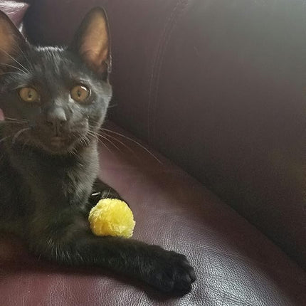 Fashion's Talk Cat Toys Furry Rattle Ball for Kitty 6 Pack