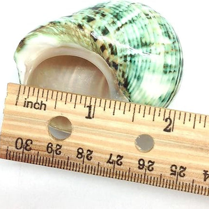 PEPPERLONELY 3 PC Natural Large Hermit Crab Shells, Green Turbo, 2 Inch ~ 2-1/2 Inch
