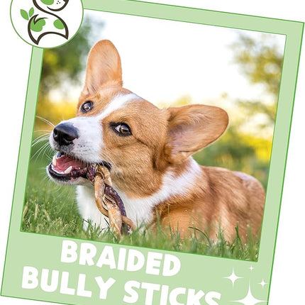 Nature Gnaws Braided Bully Sticks for Dogs 5-6" (10 Count) - Long Lasting for Small and Medium Dogs - Natural Beef Dog Chew Bones - Rawhide Free