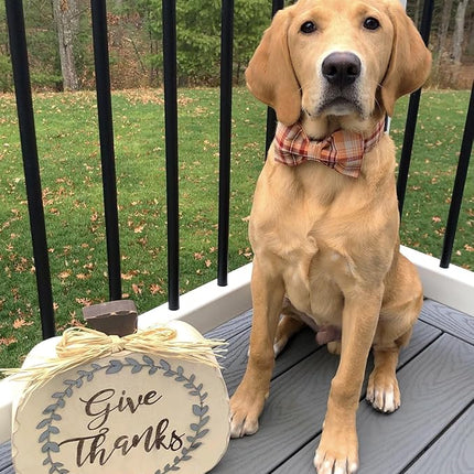 Lionet Paws Dog and Cat Collar with Bowtie Grid Collar Plastic Buckle Light Adjustable Collars for Small Medium Large Dogs