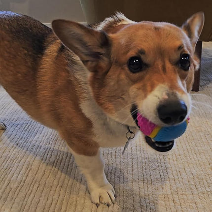 SPOT Sensory Ball for Soft Chewers - Stimulates All 5 Senses, Bell & Squeaker Sounds, Raised Nubs Clean Teeth, High Contrast Fetch Toy, Beef Scented, Durable TPR Rubber Ball, 2.5-inch