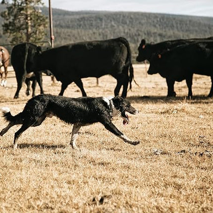 Carhartt Pet Fully Adjustable Webbing Collars for Dogs, Reflective Stitching for Visibility, Blanket Stripe, Large