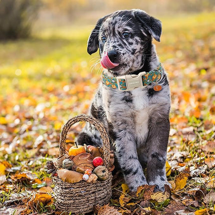 ARING PET Puppy Fall Dog Collar, Autumn Pumpkin Pet Collars for Small Medium Large Girl Boy Dogs Thanksgiving Halloween-M Size