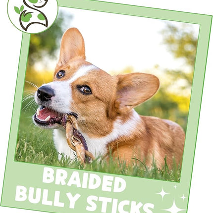 Nature Gnaws Braided Bully Sticks for Dogs 5-6" (3 Count) - Long Lasting for Small and Medium Dogs - Natural Beef Dog Chew Bones - Rawhide Free