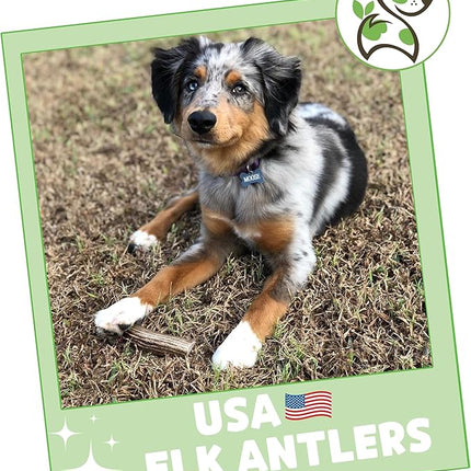 Nature Gnaws USA Elk Antlers for Dogs 5-8" (1 Count) - Long Lasting for Aggressive Chewers and Large Breeds - Natural Dog Chew Bones