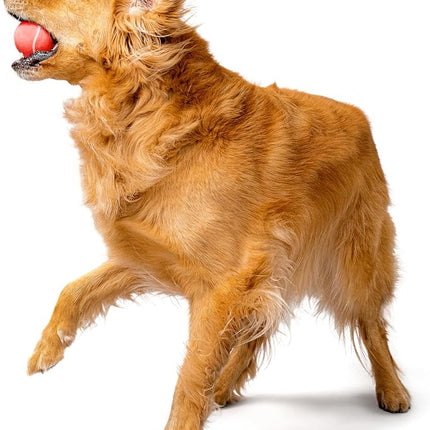 Playology Dog Toys | Squeaky Chew Ball - Bouncy Durable Floating Fetch Ball for Dogs | Medium Beef Scented Toy - Easy to Clean and Made from Non Toxic Materials