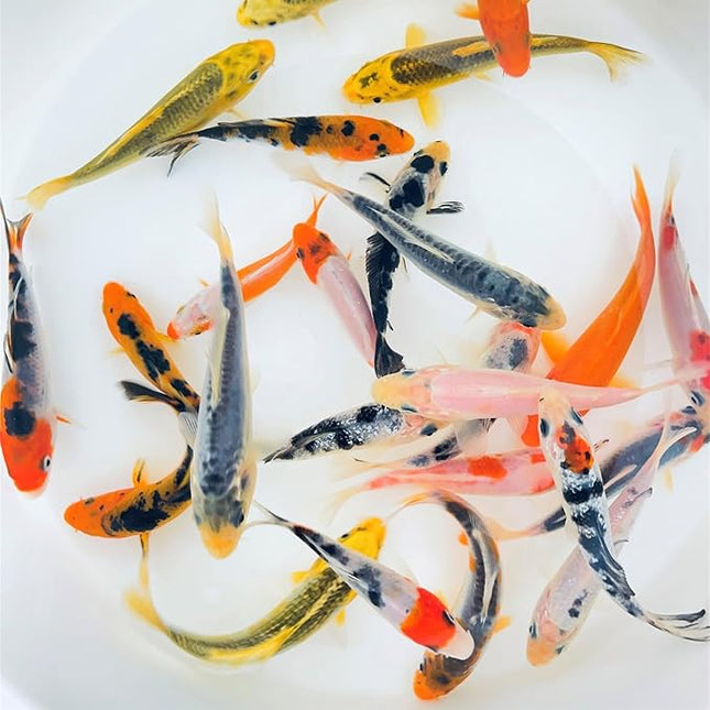Toledo Goldfish Standard Fin Koi, Variety of Colors and Patterns - Beautiful Live Fish Perfect for Ponds, Tanks, and Aquariums - 5-6 Inches, 5 Count