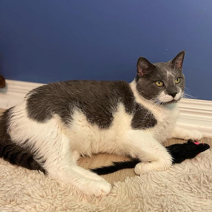 SPOT Shaggy Plush Ferret - Interactive Rattle and Catnip Fuzzy Toy for Indoor Cats and Kittens, Large Size Perfect for Pouncing, Chasing, Hunting, 11 Inches (Pack of 2)